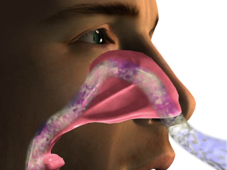 Diagram of a stream of air flowing through a person's nose and down to their throat
