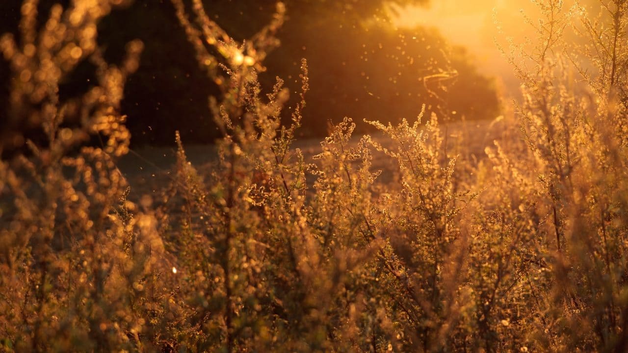 Pollen and branches in a meadow at sunset.