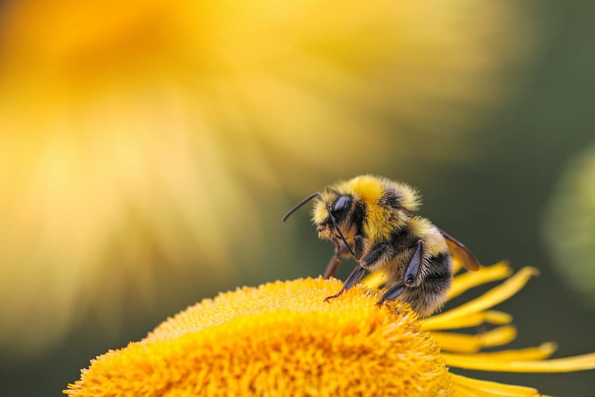 A honey bee on a flower.