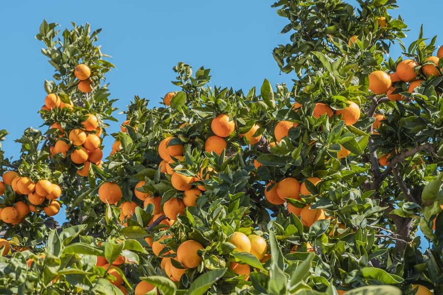 Several oranges on a tree outside.