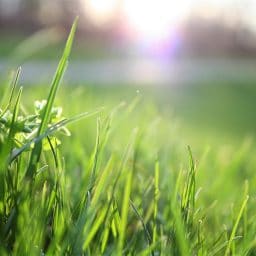 Close-up of grass. Sublingual immunotherapy is an effective treatment for grass pollen allergies.