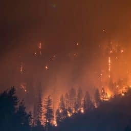 Destructive forest fire at night.